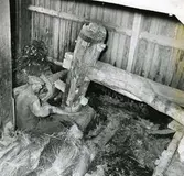 En man arbetar i vid Hölebornas linklapp i Kvarndalen, Växbo augusti 1952. (Kallas numera Trolldalen)