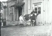 Från fotografen Karl Ludvig Berners hem Hvilan. På bildern ses Karin mjölka en ko.