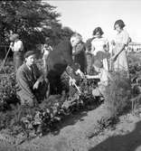 Potatisplockning i Mackmyra, Valbo m.fl. orter. Från folkskolorna.  Den 28 september 1949 - augusti 1950