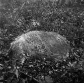 Minnesten över Erik Sehlbergs smedja från 1817.
Röjningen.