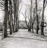 Allén mot Fredriksbergs herrgård.