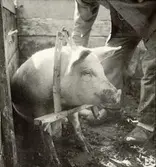 Grisoket sätts på grisen.