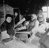 Tre kvinnor som skördearbetar.