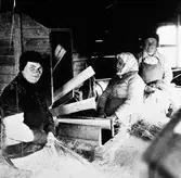 Tre kvinnor som skördearbetar.