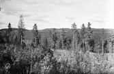 Skog, Hälsingland