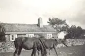 Betande hästar vid ryggåsstuga i Lunda, Kastlösa.