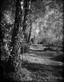 Björkar vid skogsväg Östhammar, Uppland