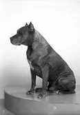 Löjtnant Sven Rydströms hund. 4 maj 1945.