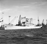 Gävle hamn, invasion av fartyg. Fredriksskans 18 augusti 1950.


