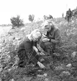 Skolresa, utflykt till Eggegrund med M/S Britt. 29 augusti 1950.



