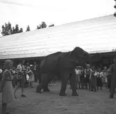 Furuvik. Elefant på promenad