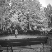 Furuvik. Träning av hästarna