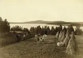 Arbete med jordbearbetning och skörd i Leksand. Boskap och hässjor, i bakgrunden utsikt över Siljan.