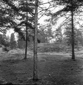 Fornlämning nr 303,
Gravhögar,
Ön.
