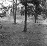 Fornlämning nr 303,
Gravhögar,
Ön.