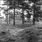 Fornlämning nr 303,
Gravhögar,
Ön.