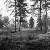 Fornlämning nr 303,
Gravhögar,
Ön.