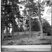 Väg till SMU:s ungdomsgård,
Bakom vägen gravfält. T.h. kanten vid ett sandtag.
Bilderna tillhör ett avstyckningsärende dnr 81/349.