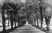 Gävle stad – Väster, Stadsträdgården.
Stora allén.
