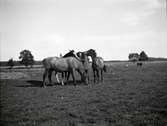 Hugo Hammarskjöld underhåller några hästar på Sjöängen vid Tuna gård.