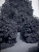 En gångstig i Tuna trädgård.