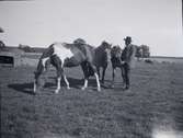 Hugo Hammarskjöld underhåller några hästar på Sjöängen vid Tuna gård.