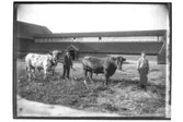 Ladugård, två tjurar, två män.
Grosshandlare Gustaf Andersson.