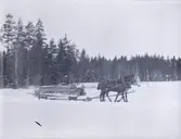 Två hästar som fraktar stockar i närheten av Tuna gård.