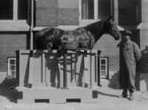 Häst på kreatursvåg. Morter  Utställningsplåtar 1925.