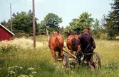 Slåtter med häst. Göte Karlsson kör hästen.