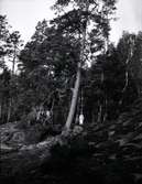 Några personer i skogen i närheten av Tuna gård.