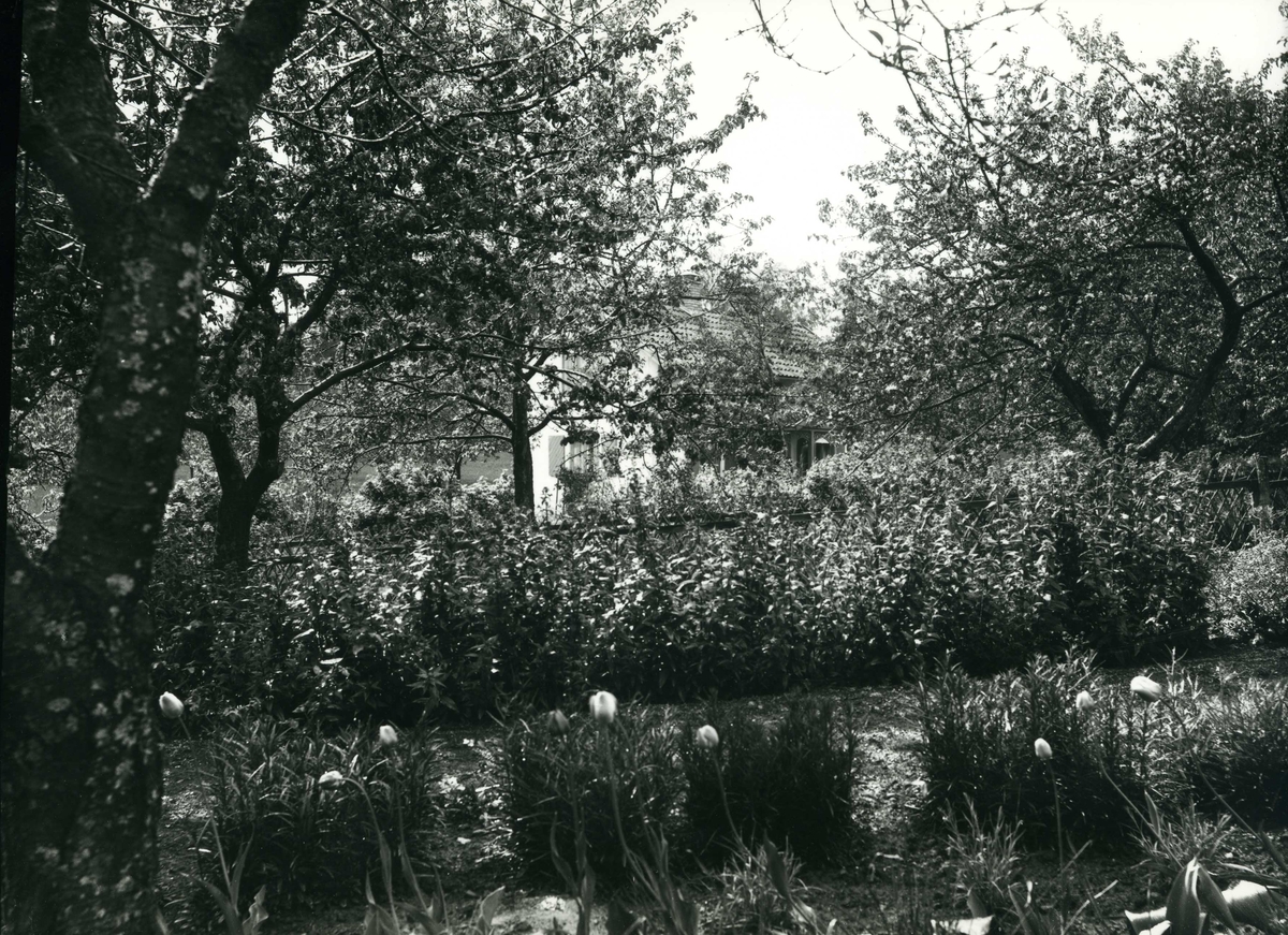 Calla Helena Sundbeck, Trädgård, i Gränna?