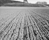 Västra Tunhem. Vårbruk, harvad åker.