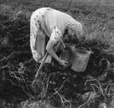 Västra Tunhem, Strömsberg. Skördning av potatis, Astrid Olsson (född Strömdahl).