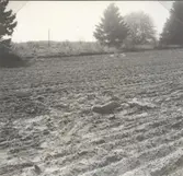 Foto:Amanuens B-M.Hammarskiöld. maj 1967.
Hällkista före undersökning fr NO.