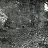 En gammal ridstig vid Träknivsmåla.