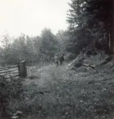 Gammal väg vid Träknivsmåla.