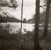 En sjö, skog och strandkant. Mellan Falsterbo och Hjorted.