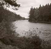 En sjö och skog mellan Falsterbo och Hjorted.