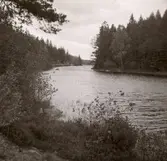 En sjö och skog mellan Falsterbo och Hjorted.
