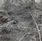 En ridstig vid Träknivsmåla.