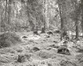 Rumskulla socken
Norra Kvill
Nationalparken

Foto Barkstam