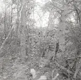 Skogstor 2:3. Hörnet, 3 meter hög stenmur. Från söder.