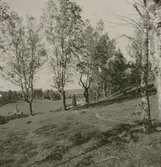 Björkar i öskögle som kuppats