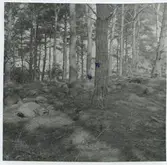 Fornlämning på ås intill nybyggnad av hönshus.