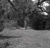 Ett träd i närheten av Norrby brunn, hälsobrunn.