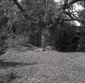 Ett träd i närheten av Norrby brunn, hälsobrunn.