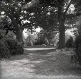 Träd vid Norrby brunn, hälsobrunn.