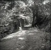 Allé vid Norrby brunn, sedd från källan mot öster.