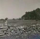 Strandäng med Adonis Vernalis, fridlyst område.